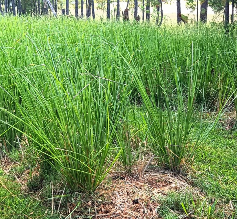 Natural grass supplied by Total Green Solutions