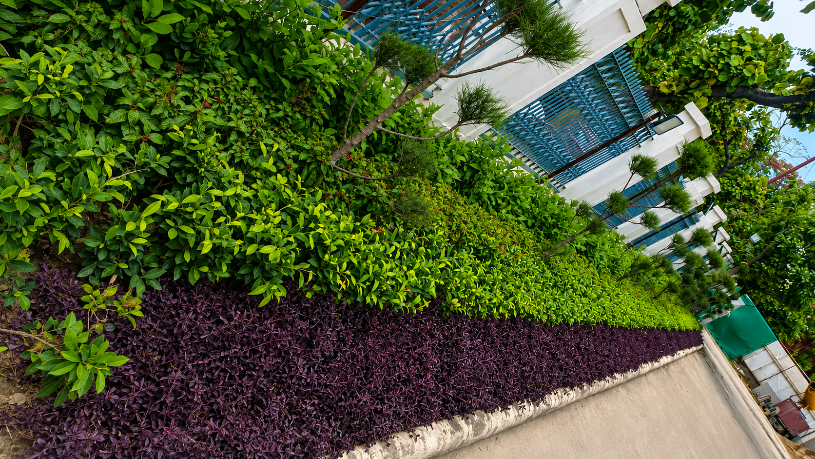 Natural plants supplied by Total Green Solutions
