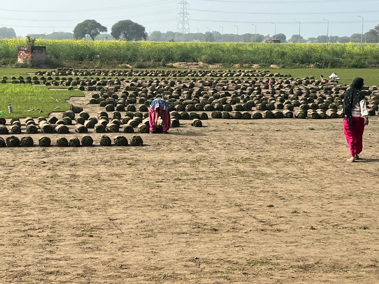 Long-Term Landscape Maintenance Services in Uttar Pradesh